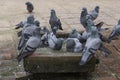 Pigeons bathe in the stone bath with water . Close up Royalty Free Stock Photo
