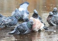 Pigeons bathing in a puddle in the spring on the road