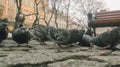 Pigeons at Beautiful summer panorama of old town