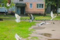 Pigeons at Beautiful summer panorama of old town