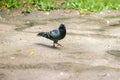 Pigeons at Beautiful summer panorama of old town