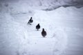 Pigeons at Beautiful winter panorama of old town