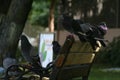 Pigeons on a Bench