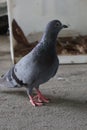 Pigeons are birds in the Columbidae family.