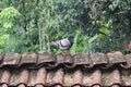 Birds, pigeons on the roof Royalty Free Stock Photo