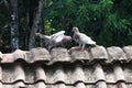 Birds, pigeons on the roof Royalty Free Stock Photo