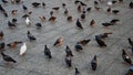 Pigeons birds sidewalk flock outdoor