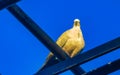 Pigeons birds sitting on the roof in Puerto Escondido Mexico Royalty Free Stock Photo