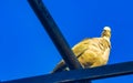 Pigeons birds sitting on the roof in Puerto Escondido Mexico Royalty Free Stock Photo