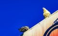 Pigeons birds sitting on the roof in Puerto Escondido Mexico Royalty Free Stock Photo