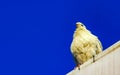 Pigeons birds sitting on the roof in Puerto Escondido Mexico Royalty Free Stock Photo