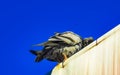 Pigeons birds sitting on the roof in Puerto Escondido Mexico Royalty Free Stock Photo