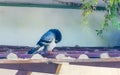 Pigeons birds sitting on the roof in Puerto Escondido Mexico Royalty Free Stock Photo