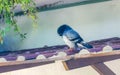 Pigeons birds sitting on the roof in Puerto Escondido Mexico Royalty Free Stock Photo