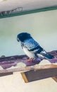 Pigeons birds sitting on the roof in Puerto Escondido Mexico Royalty Free Stock Photo