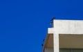 Pigeons birds sitting on the roof in Puerto Escondido Mexico Royalty Free Stock Photo