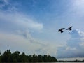 Pigeons on blue sky. It has freedom