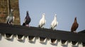 Racing pigeons on a rooftop