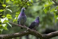 Pigeons on the branch Royalty Free Stock Photo