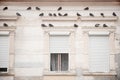 Pigeons on a building facade