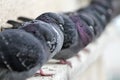 Pigeons on a building railing. City birds cuddle Royalty Free Stock Photo