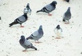 Pigeons on the building roof