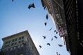 Pigeons and buildings rising overhead against a blue sky. Royalty Free Stock Photo