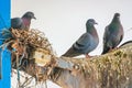 Pigeons built a nest and resting on the old horn speaker