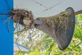 Pigeons built a nest and resting on the old horn speaker