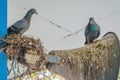 Pigeons built a nest and resting on the old horn speaker