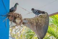 Pigeons built a nest and resting on the old horn speaker