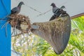 Pigeons built a nest and resting on the old horn speaker