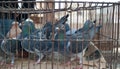 Pigeons in cage at market stall Royalty Free Stock Photo