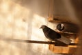 Pigeons in cage Royalty Free Stock Photo
