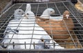 Pigeons in cages on display Royalty Free Stock Photo
