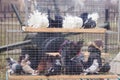 Pigeons at cages in the market Royalty Free Stock Photo