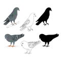 Pigeons Carriers domestic breeds sports birds natural and outline and silhouette vintage set set four vector animals illustrati Royalty Free Stock Photo