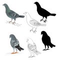 Pigeons Carriers domestic breeds sports birds natural and outline and silhouette vintage set set three vector animals illustrat Royalty Free Stock Photo