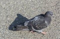Pigeons on cement floor Gray pigeons Royalty Free Stock Photo