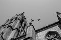 Pigeons chasing each other on church roof, Prague