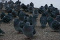 Pigeons, city birds