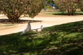 Pigeons in the city / hidden in the shade under a tree on a hot day