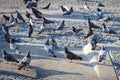 Pigeons in the city square. Urban birds on the cobbled square.