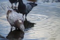 Pigeons city in water