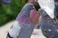 Pigeons among the cityscape.