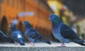 Pigeons close up at Piata Sfatului - Council Square in downtown of Brasov Royalty Free Stock Photo
