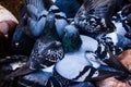 Pigeons in closeup Royalty Free Stock Photo