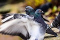 Pigeons in closeup Royalty Free Stock Photo