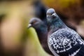 Pigeons in closeup Royalty Free Stock Photo