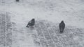 Pigeons clumsily walking on snow-covered surfaces